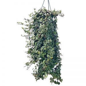 Ivy Goldchild. hanging basket