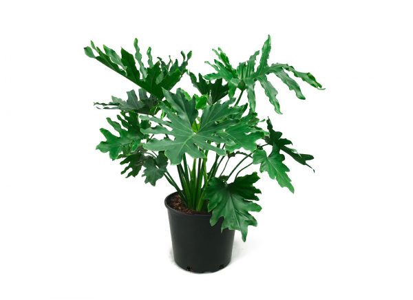 philodendron hope